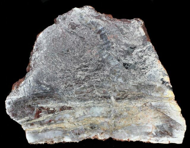 Rare, North Pole Dome Stromatolite Slice - Billion Years #50759